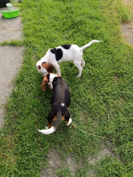 Szczeniak Beagle unikatowy biały!