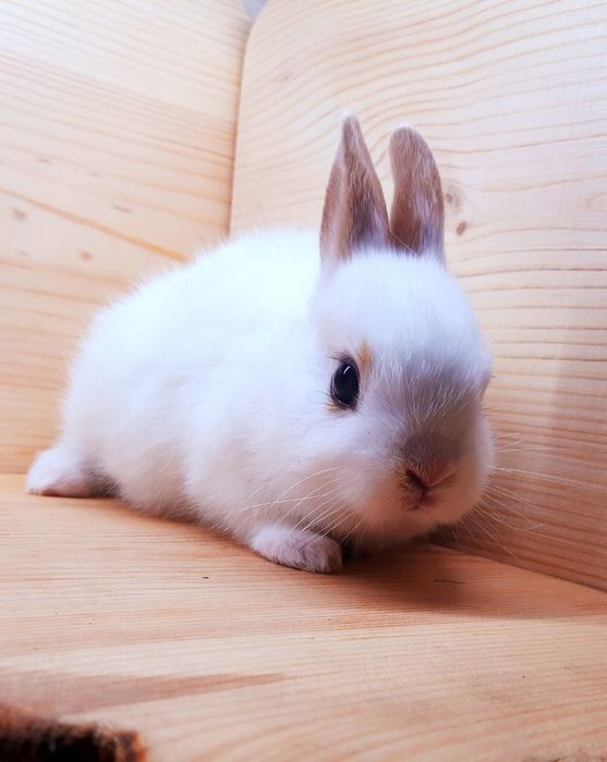 Карликовые супер мини кролики декорат.торчеухие и вислоухие кролики