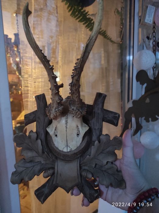 trofeum myśliwskie poroże jelenia / kozla na podstawie drewnianej