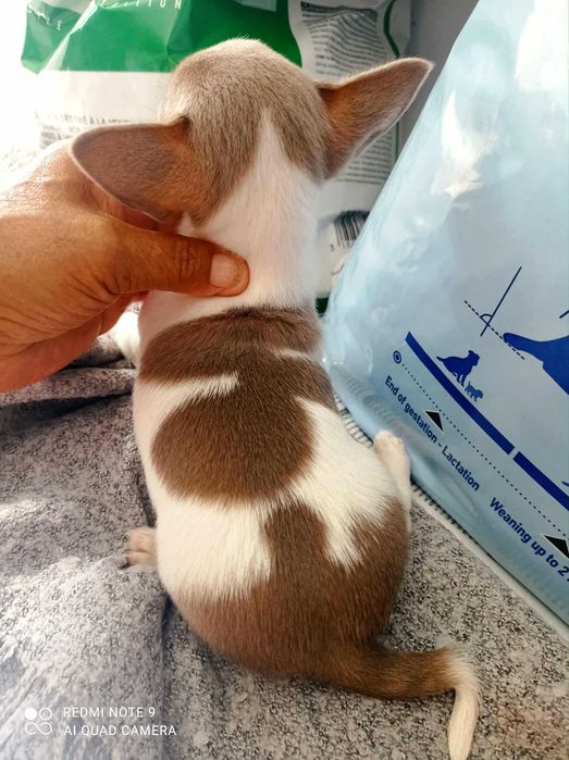 Chihuahua de bolso linha Russa de Top
