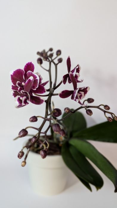 Орхідея фаленопсис мультифлора.