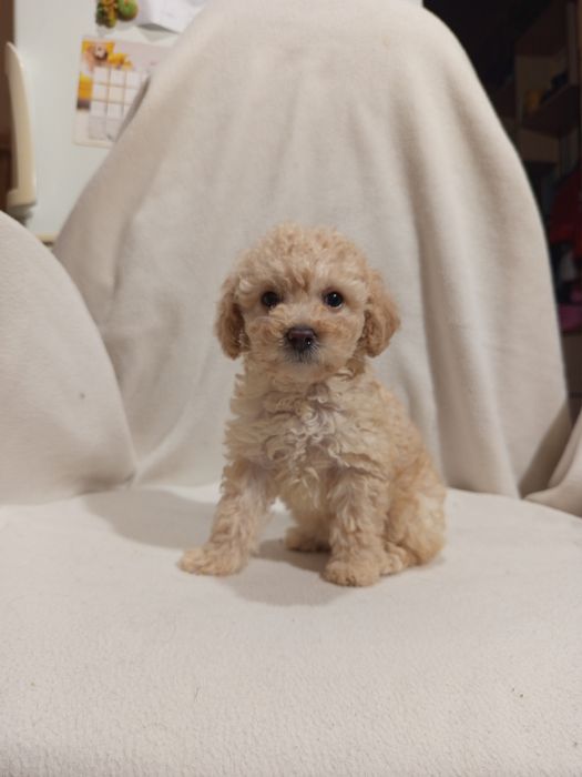 Шикарная Девочка пудель