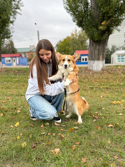 Дівчинка коргі пемброк