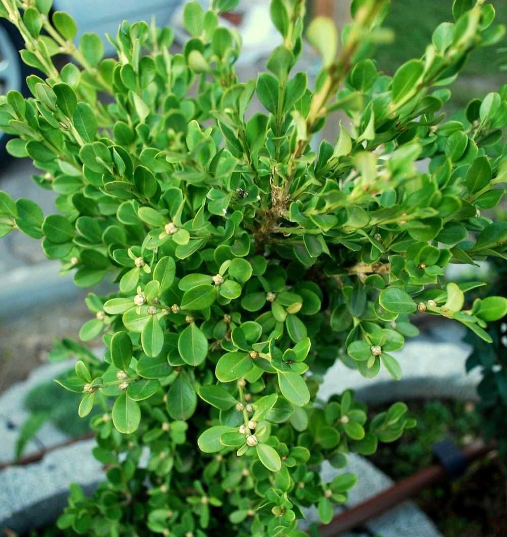 Bukszpan drobnolistny 'Trompenburg' Buxus 033