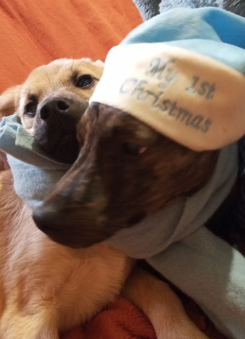 Неймовірні цуценята, метис пітбуля, 6 місяців