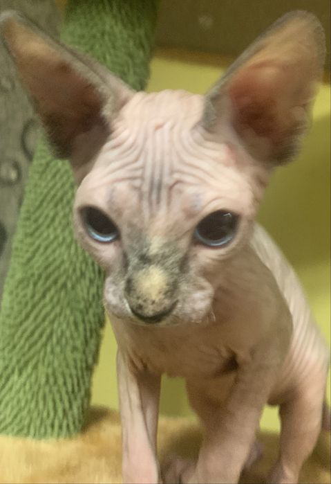 Sfinks Kanadyjski. Koteczka bez sterylizacji. Rodowód