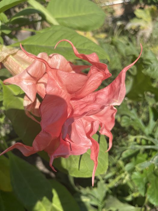 Рождественник. Бругмансия. Клематис.