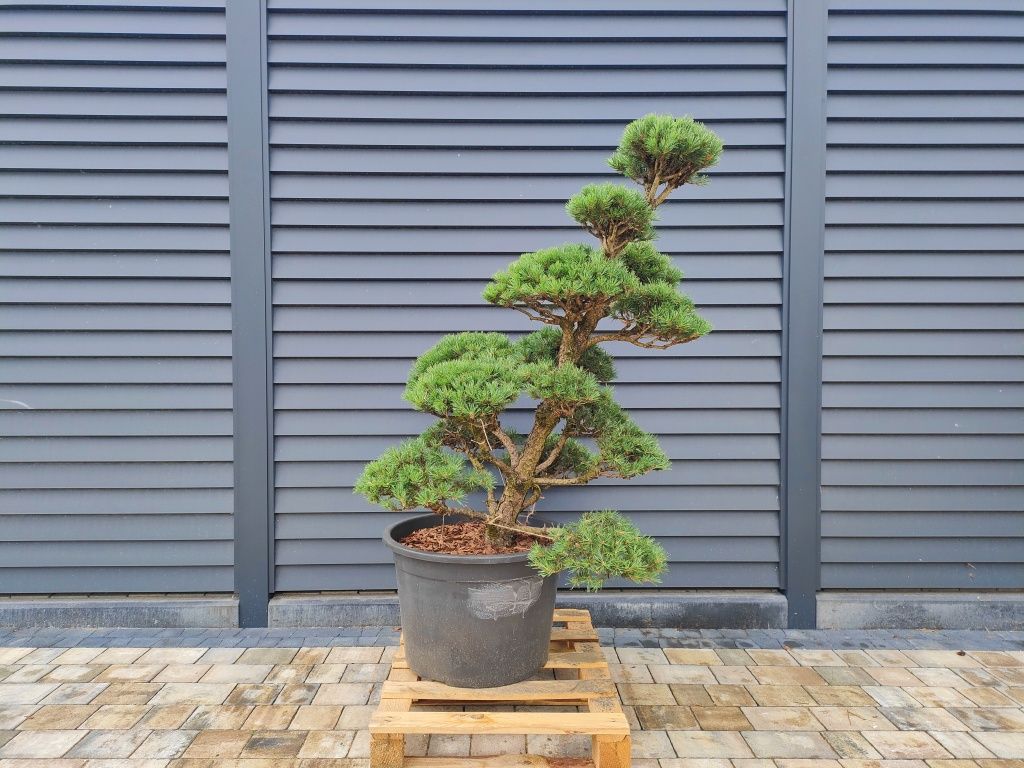 Sosna pospolita formowana, cyprysik, Bonsai ogrodowe, Niwaki