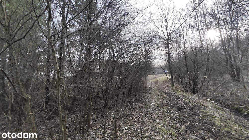 Działka rolna 3000 m² w spokojnej okolicy