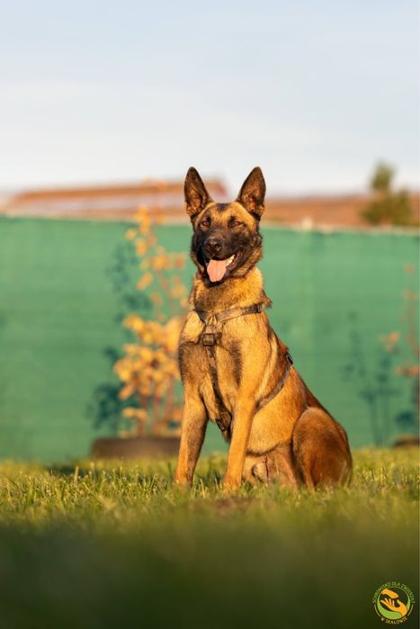 Hektor-typ owczarka belgijskiego, adopcja tylko doświadczone osoby