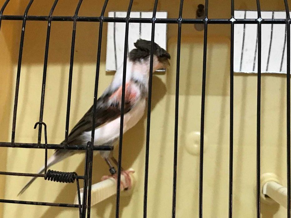 canários arlequim português