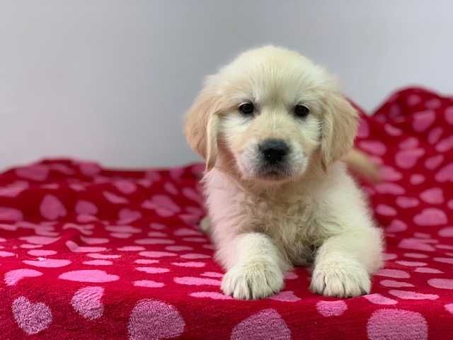 Golden Retriever com Lop e afixo