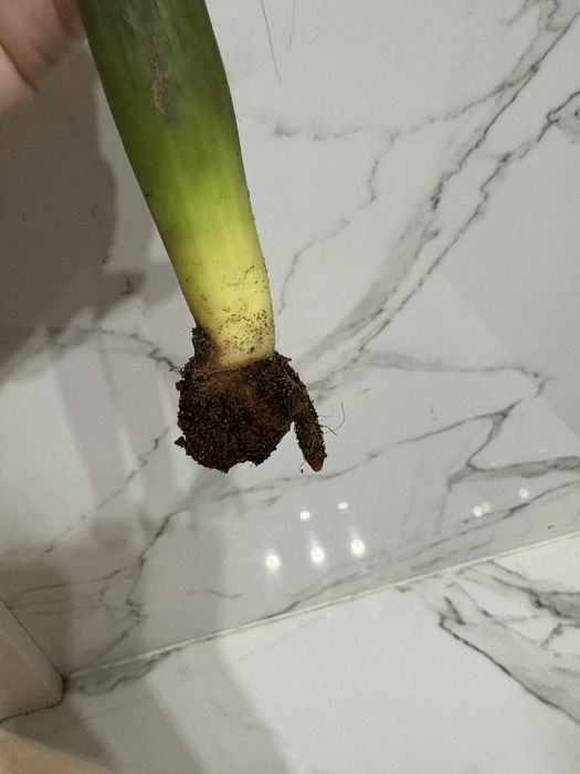 zamiokulkas variegata