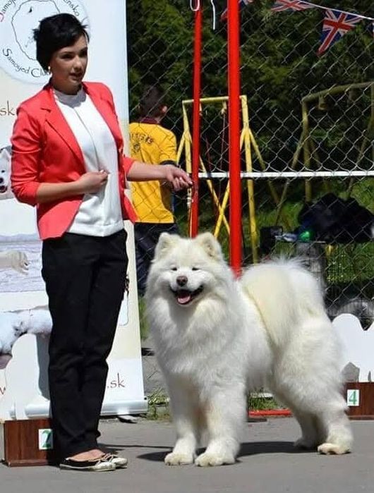 SAMOYED  kwiecień 2026 *Arctic Challenge Poland FCI*