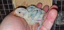 Agapornis rosicolis para criar a mão