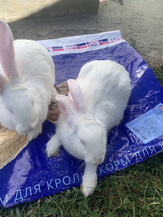 Кролики термонці , 2 місяці