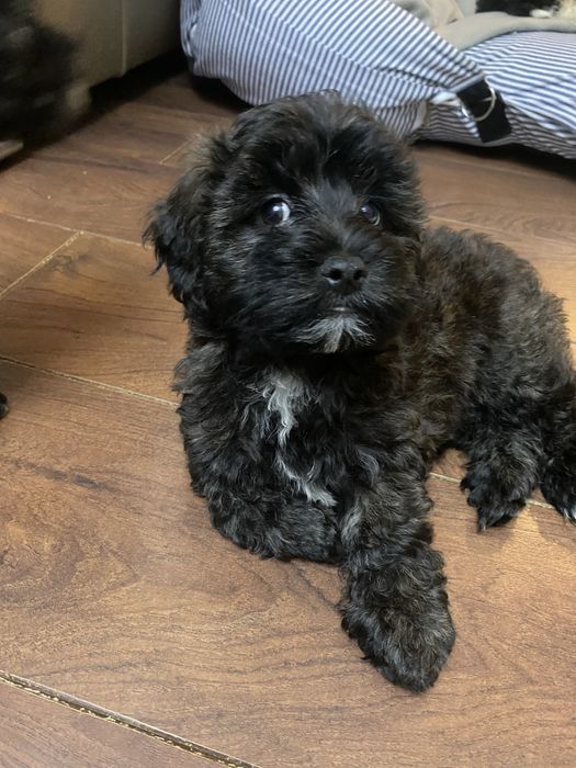 Śliczna sympatyczna sunia