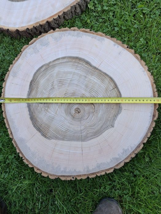 Plaster drewna jesion 50cm