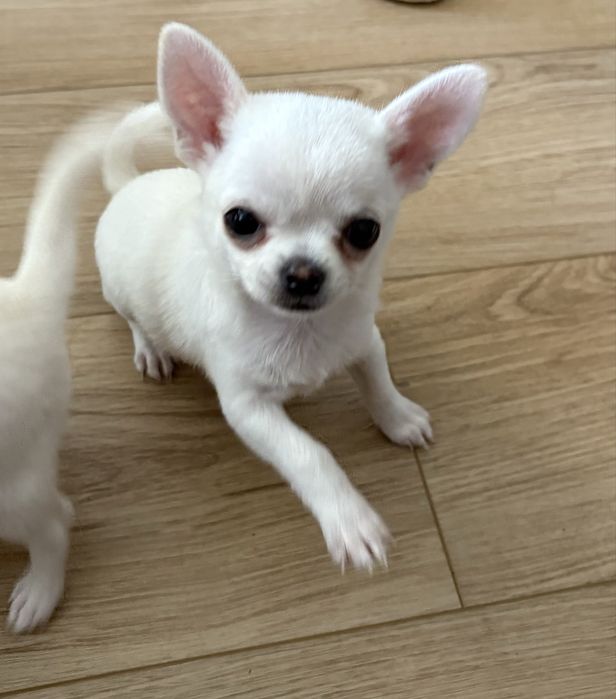 Chihuahua-suniaZKwP (FCI)