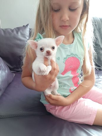 Chihuahua piękny biały chłopiec już do odbioru