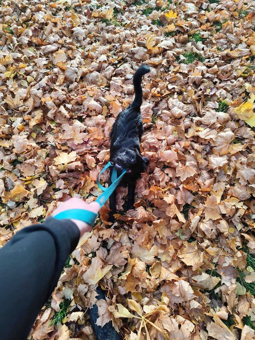 Oddam w dobre ręce psa