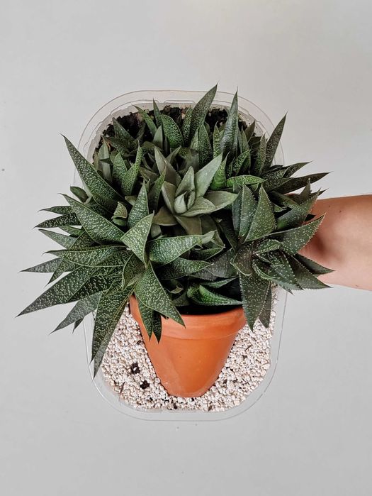 Haworsja sukulenty zestaw sukulentów kompozycja zapraszam!