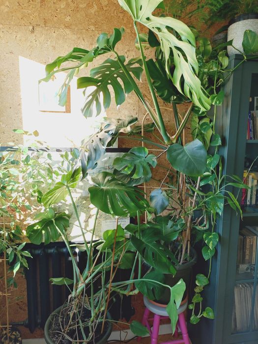 Monstera Deliciosa - dwie sztuki, bardzo duże
