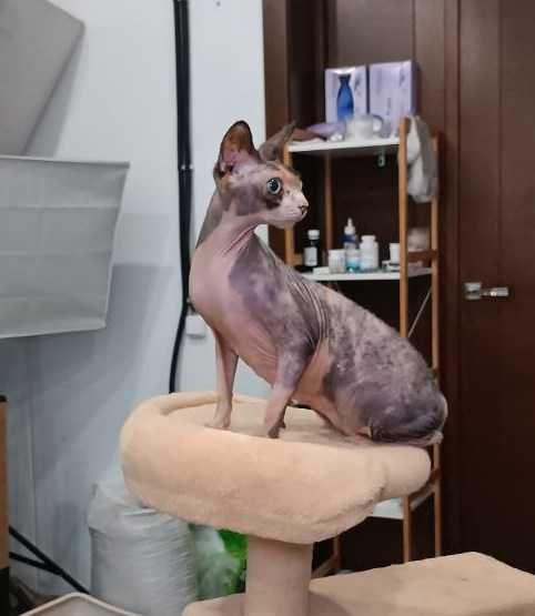 Кошечка редкой КРАСОТЫ, породы Сфинкс, по кличке Стеша (ей 4 годика)