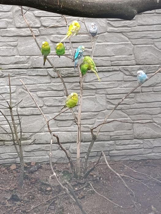 Sprzedam papugi faliste