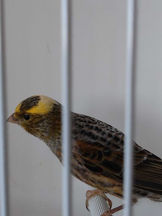 kanarek kanarki 2025 LIZARD