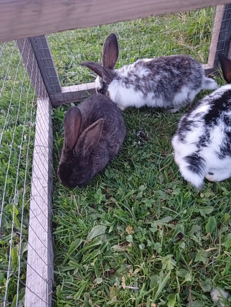 Młode króliki baran francuzki