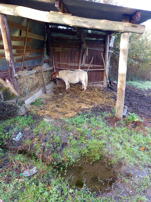Pônei fêmea muito mansa
