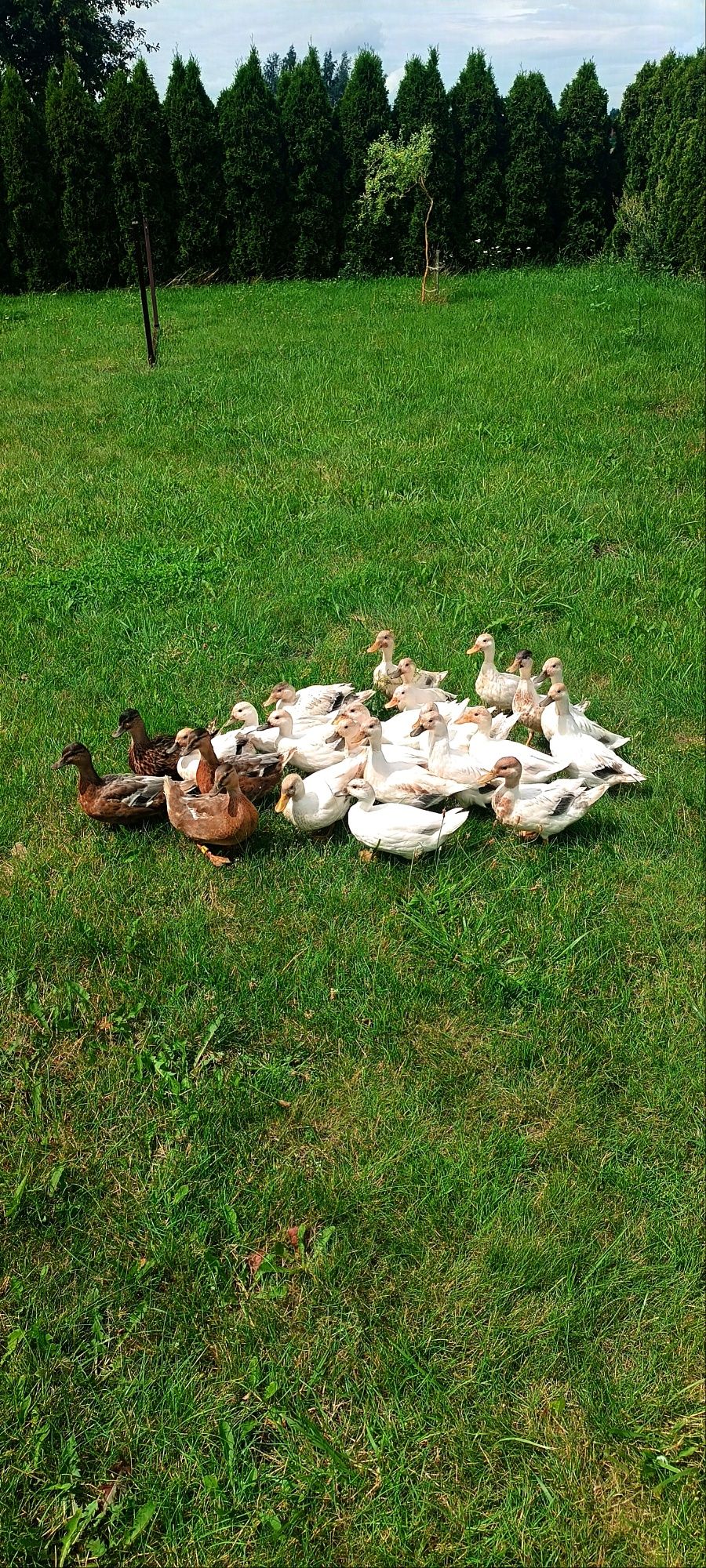 Kaczki Call Duck