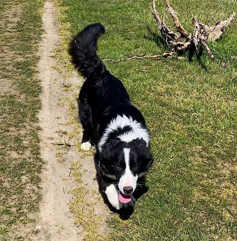 Border Collie pies