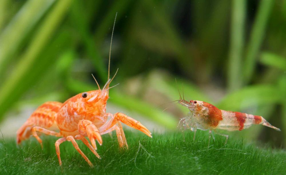 Raczek z Patzcuaro - Cambarellus patzcuarense "Orange" - Rak - wysyłka