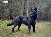 Mix belga, 1,5 roczna , aktywna Tama szuka domu