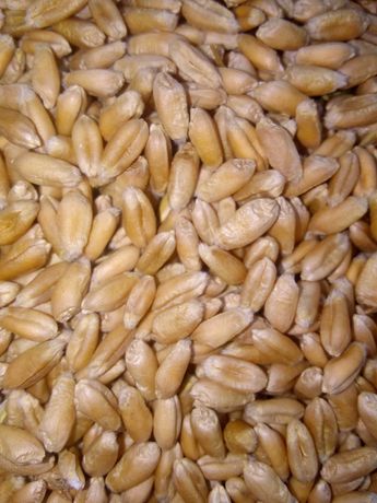 Пшениця урожаю 2022 року по ціні 5500 гривень за тону