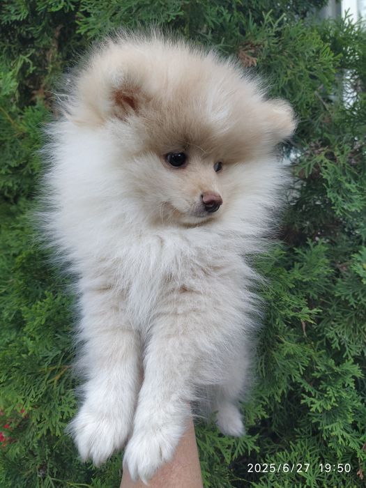 Шпицы мальчик и миниатюрная девочка