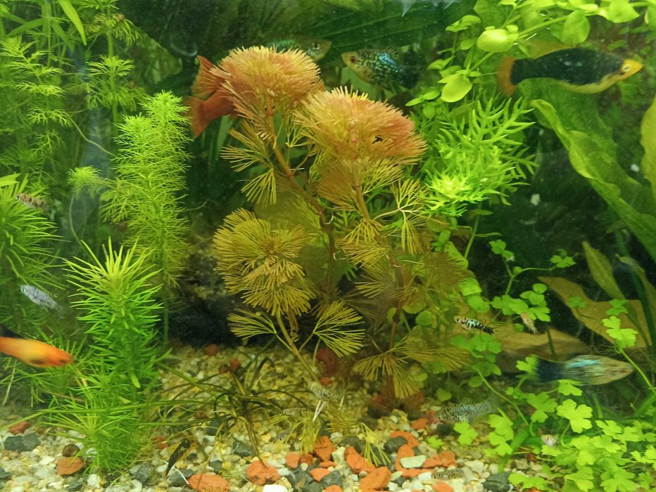 Продам аквариумные растения в ассортименте эхинодорусы, длиностебелька
