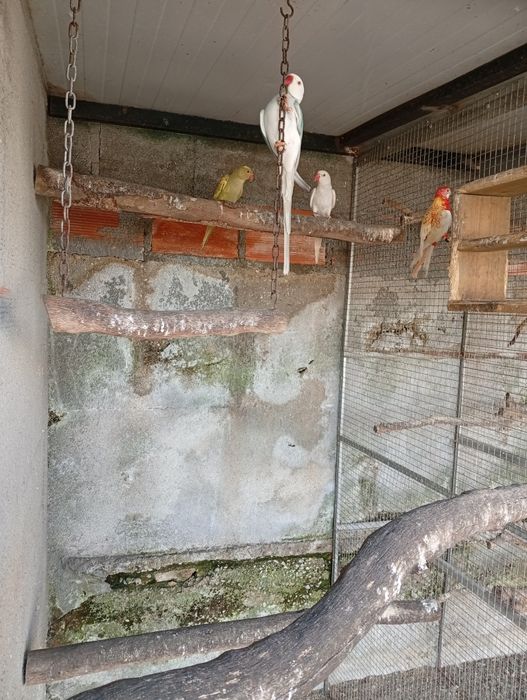 Ring neck fêmeas 2025