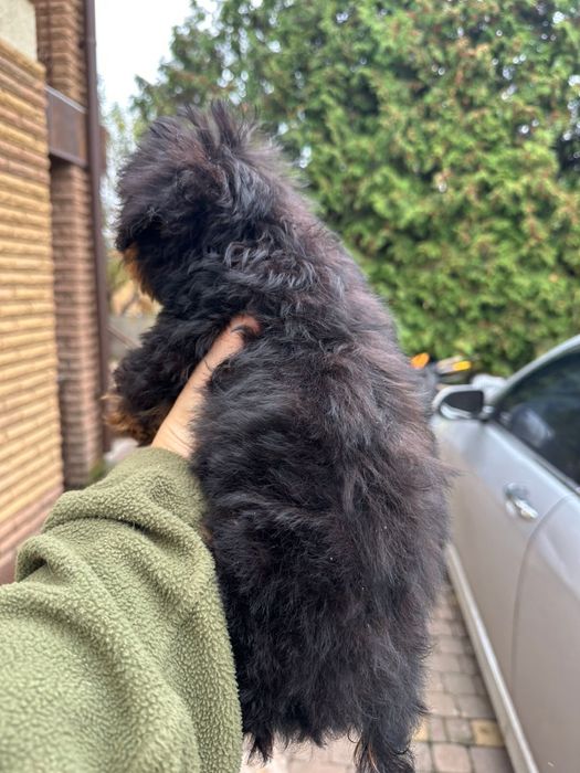 Мальтіпу/той пудель фантом