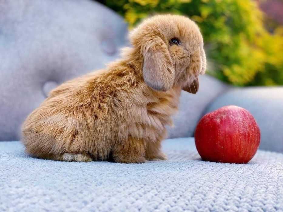 Coelhos anões mini lop +Gaiola nova+alimentação adequada