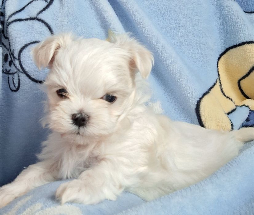 Cudowny  chłopak  maltanczyk