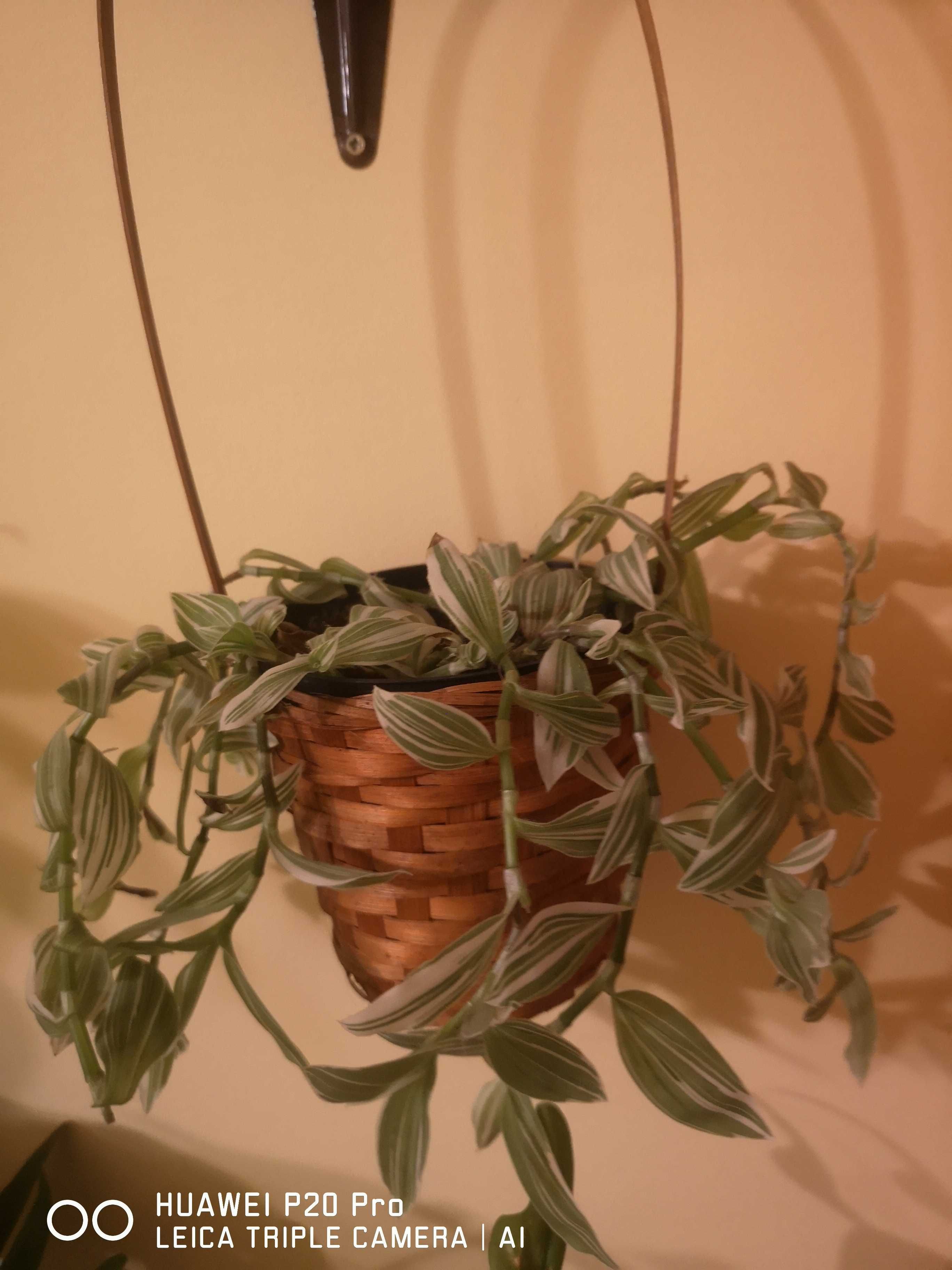 Monstera wariegata, hoja, trzykrotka