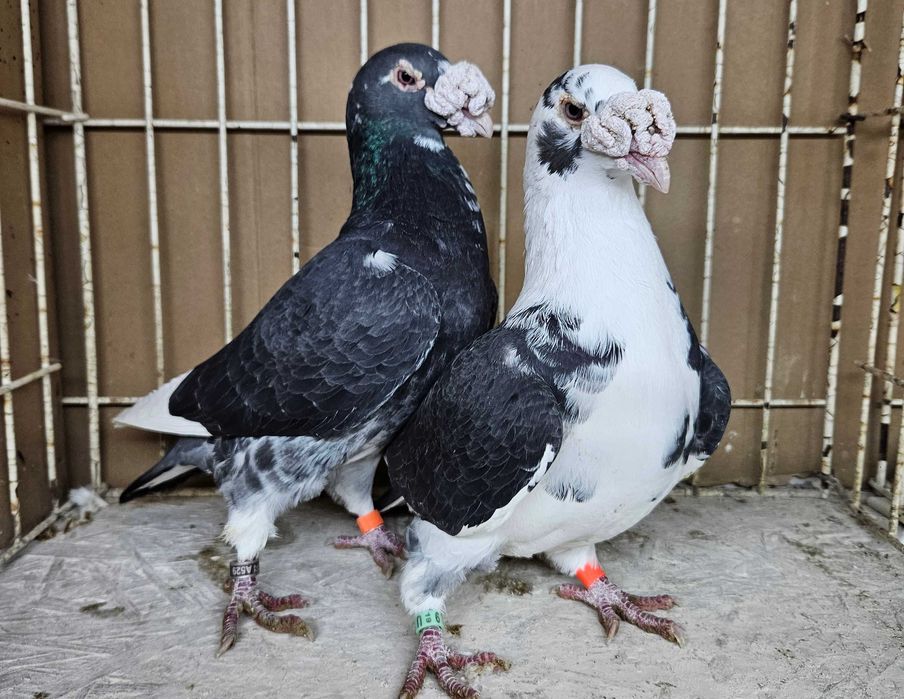 gołębie staropolskie sprzedam