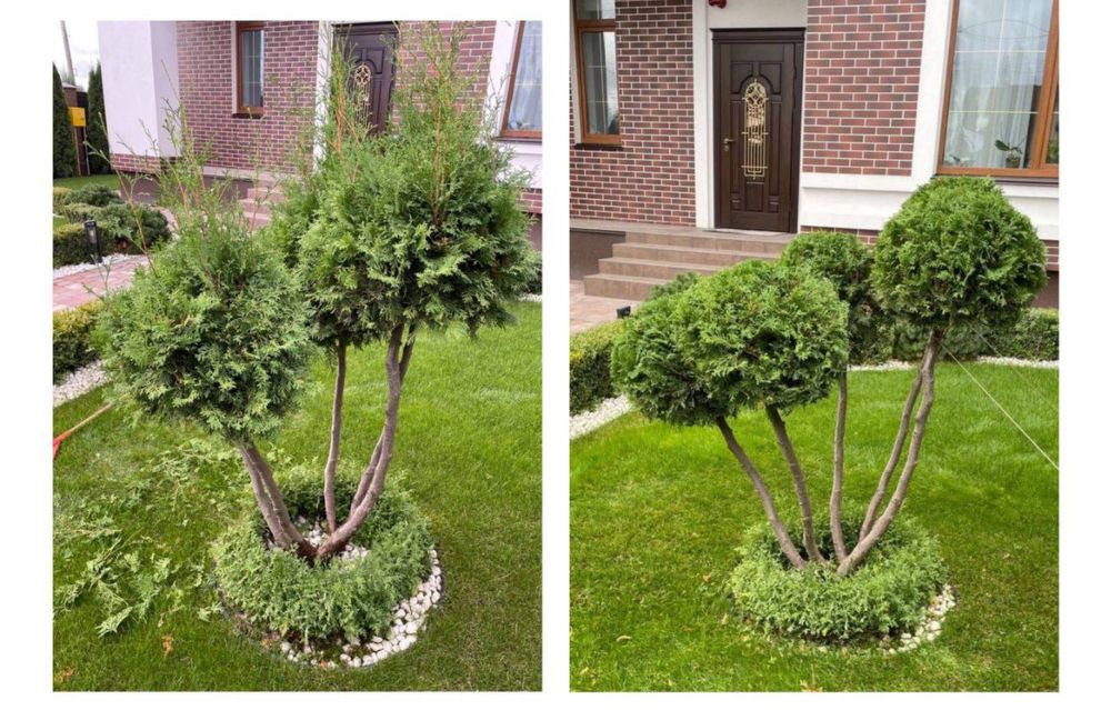 Ландшафтний дизайн,догляд,садівник,лікування,оброблення,сад,газон,мох