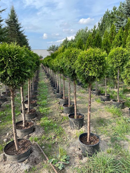 Tuja Smaragd formowana kula, wysokość 80-110cm, w doniczce, producent