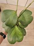 Hoya kerri 'Variegata Reverse' Hoya kerrii 'Reverse Variegated