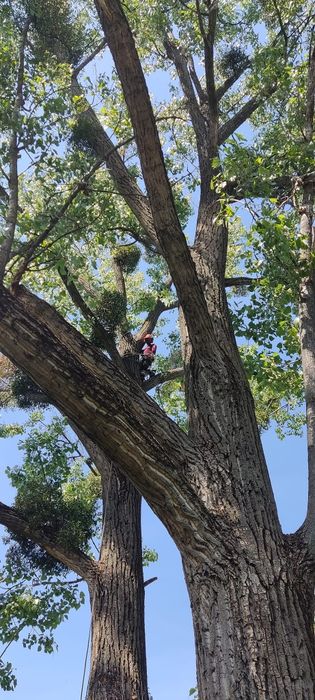 Пропоную послуги з видалення, вирізки, вирубки, валки аварійних  дерев