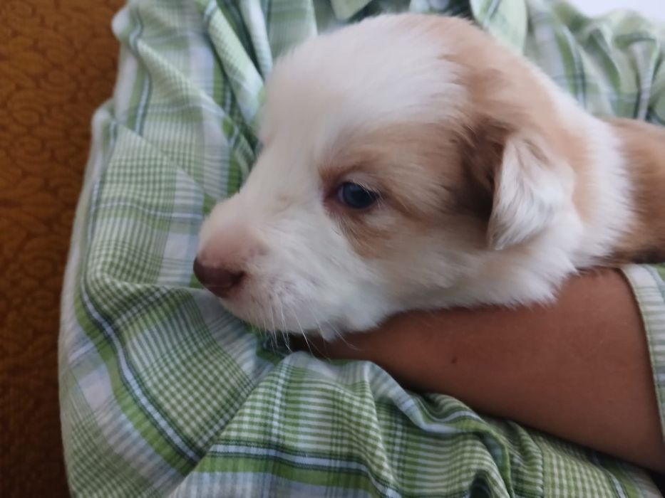 Szczeniak borde collie